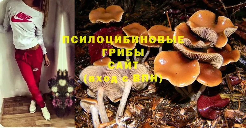 кракен   Омск  Псилоцибиновые грибы GOLDEN TEACHER  даркнет сайт 